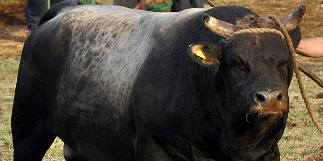 Radosic, 270512Danas je u mjestu Radosic odrzana 19. Seoska olimpijada u sklopu koje su natjecatelji pokazali svoje vjestine u disciplinama poput bacanja kamena s ramena, potezanja klipa i slicno.  Na slici: pobjednik borbe bikova, bik Zekonja.Foto: Josko Supic / CROPIX