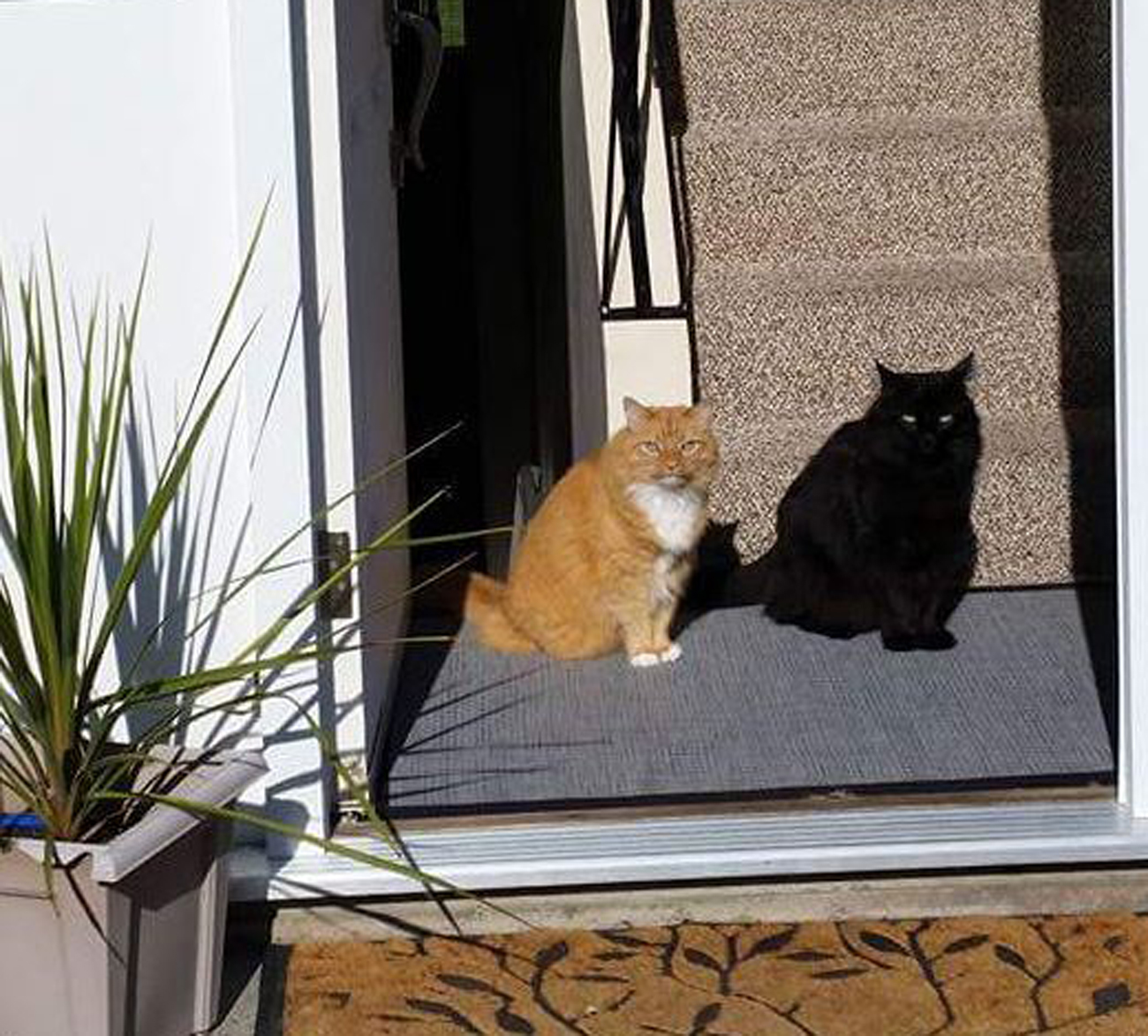 crna-i-narancasta-macka