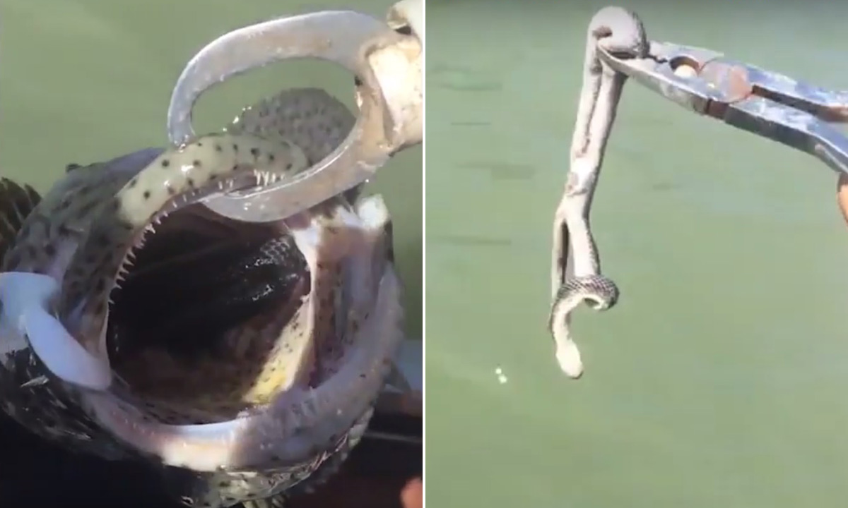 Australski ribič izvukao je iz netom ulovljene ribe još živu zmiju 