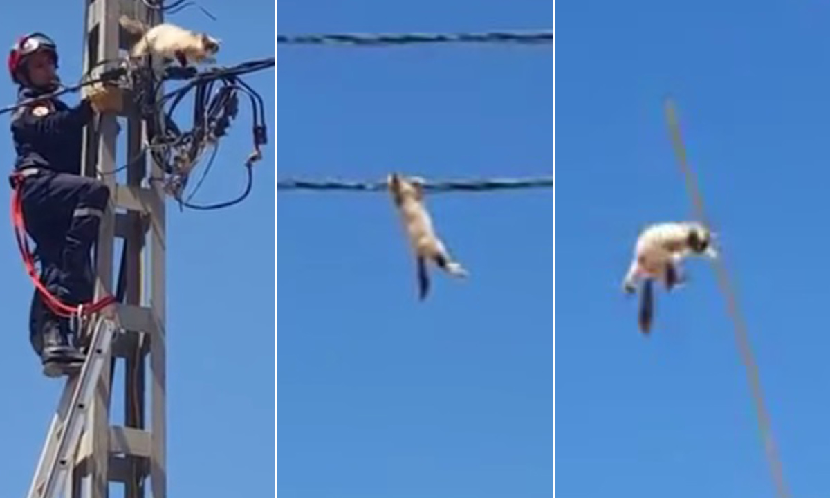 Jedna maca u Alžiru baš se nije dala sa stupa...