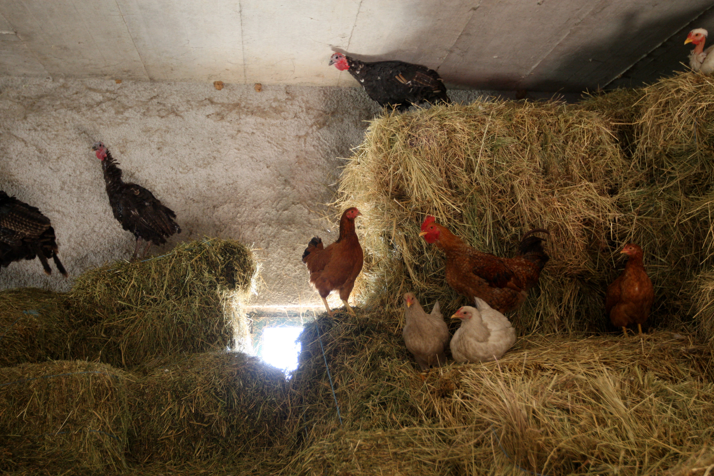 Jure Mišković / CROPIX