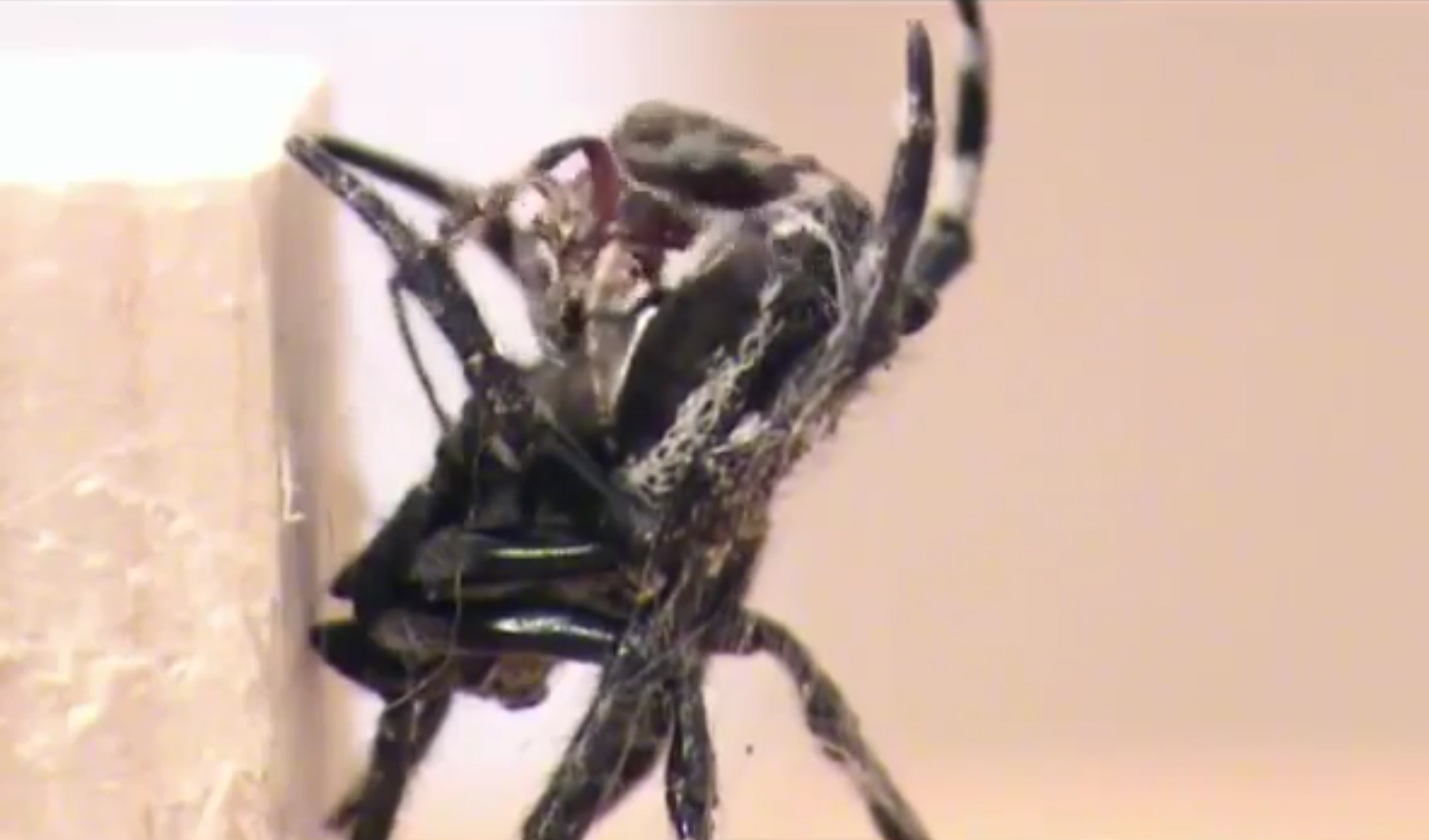 Caerostris-darwini-pauk