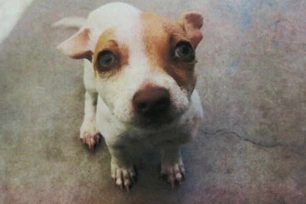 Bubba-a-terrier-mix-puppy-who-was-showing-signs-of-being-under-the-influence-of-drugs
