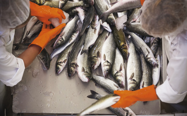 postira_sardina5-120714