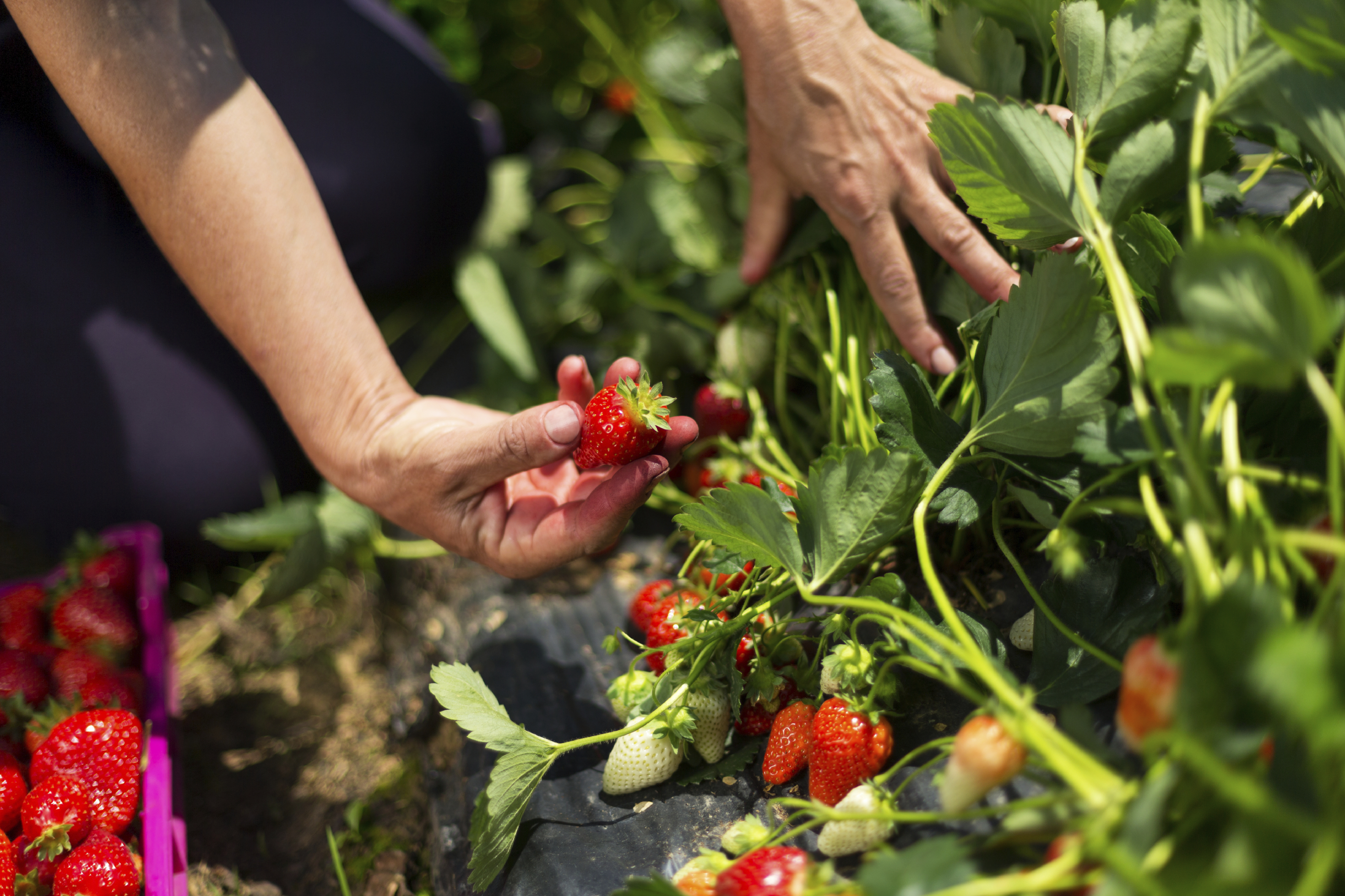 iStock_000059084872_Large