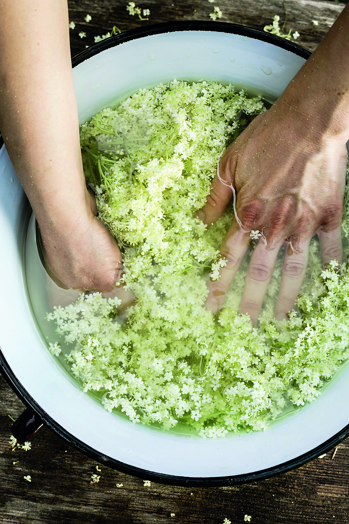 Bistra, 130515.
Branje bazge i priprema za spremanje u okolici Zagreba.