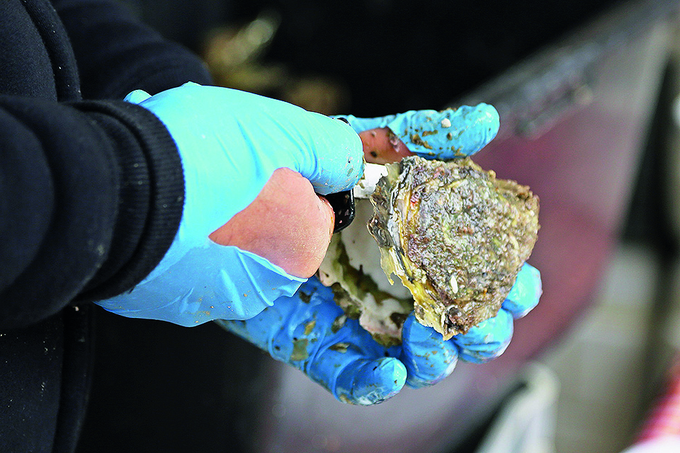 Dubrovnik, 280315.
U organizaciji Turisticke zajednice grada Dubrovnika te Grada Dubrovnika i Dubrovacko – neretvanske zupanije, na Stradunu je odrzana tradicionalna Festa od kamenica na kojoj je veliki broj gradjana i turista uzivao u slasnim malostonskim kamenicama Udruge Stonski skoljkari Ston, kao i kapljici zupanijskih vina. 
Zbog kise ovogodisnja festa je odrzana u prostoru ispred Sponze.
Foto: Niksa Duper / CROPIX