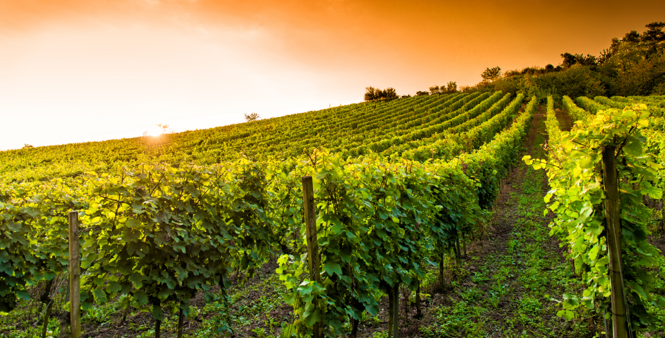 Sunset in a wineyard in Hessen Germany