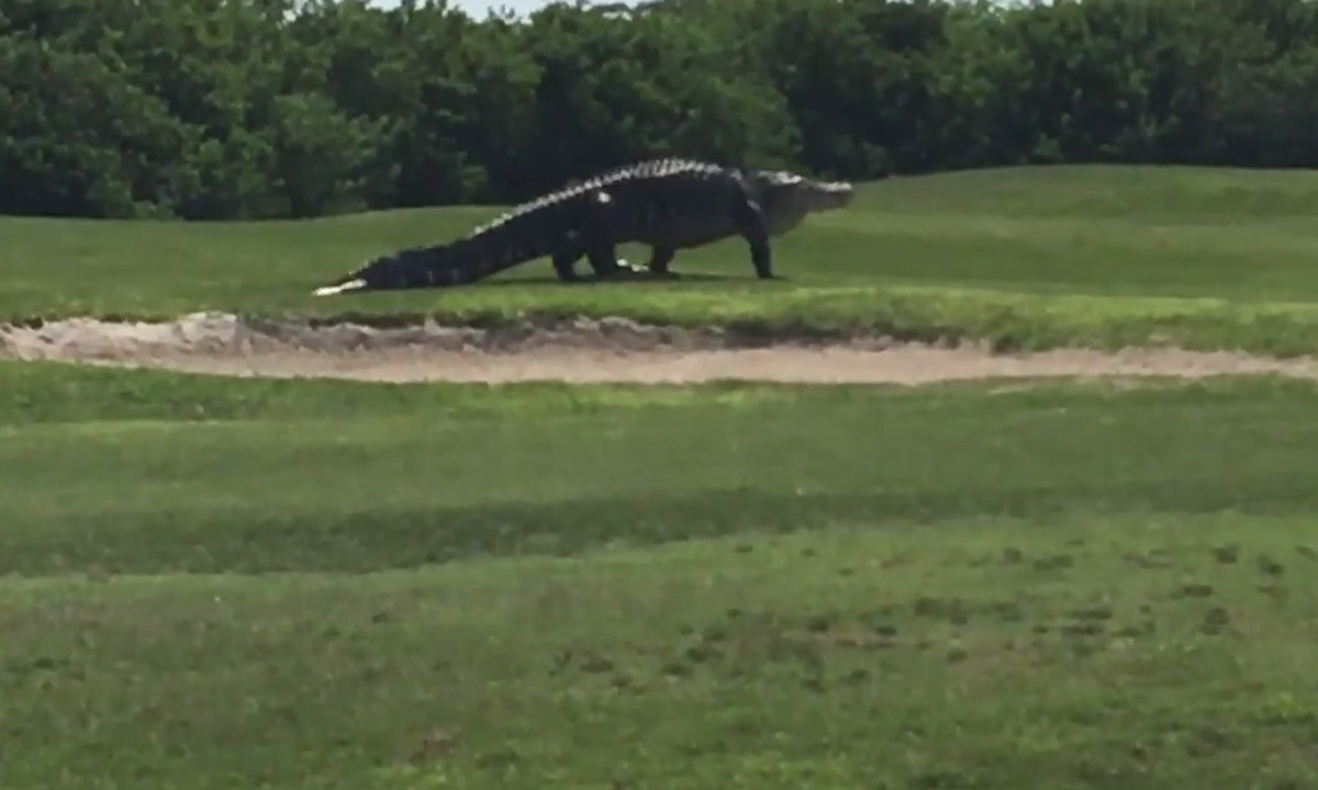 Aligator na golf terenu 