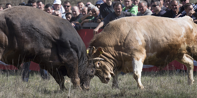 Dicmo, 030416. Odrzana 12. seoska Korida u Dicmu.Na fotografiji: borba bikova Goluba vlasnika petra Miline  i Cvijana vlasnika Zdravko Botica.Foto: Bozidar Vukicevic / CROPIX 