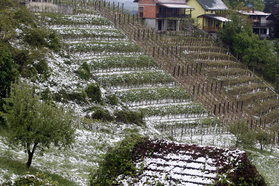 Tuheljske Toplice, 280416Jucerasnji snijeg i mraz zahvatio je dio Zagorja, te gotovo u potpunosti unistio ovogodisnji urod vinograda i vocnjaka.Foto: Zeljko Hajdinjak / Cropix