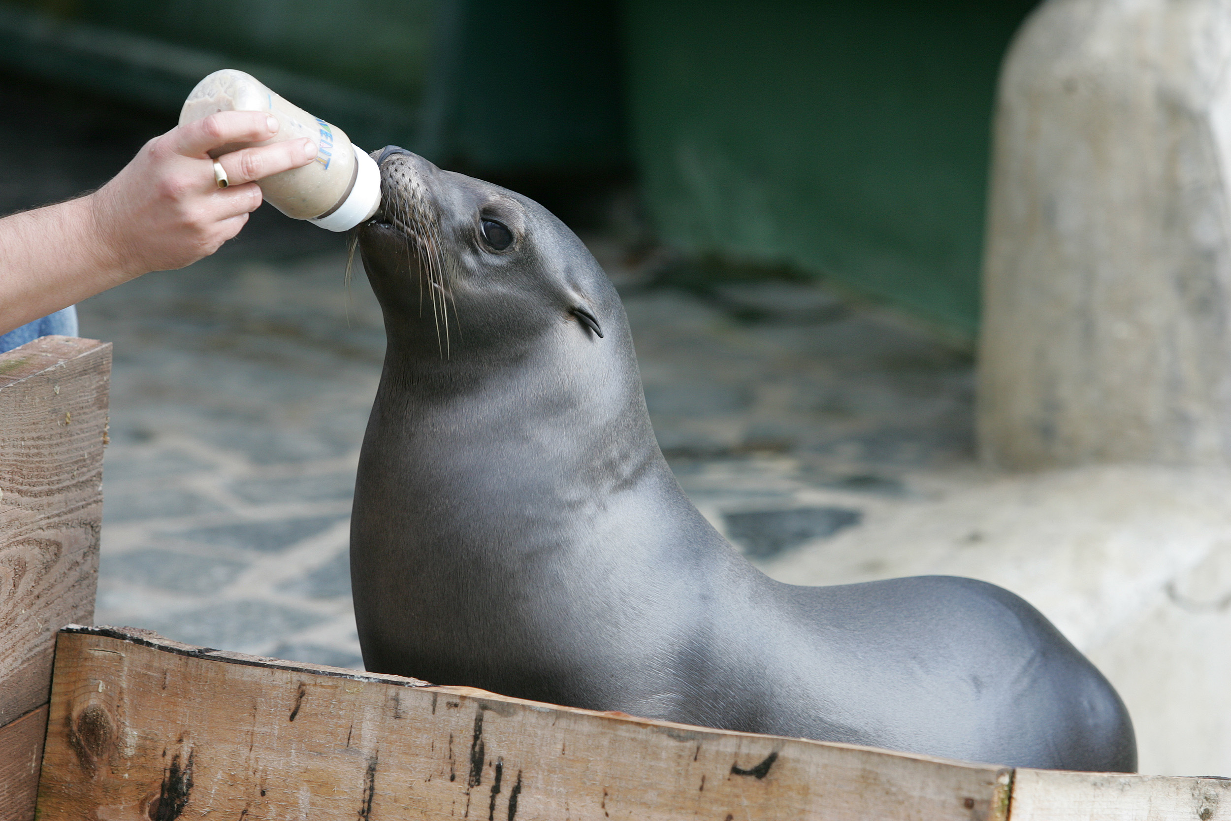 Foto: Davor Pongracic / Cropix