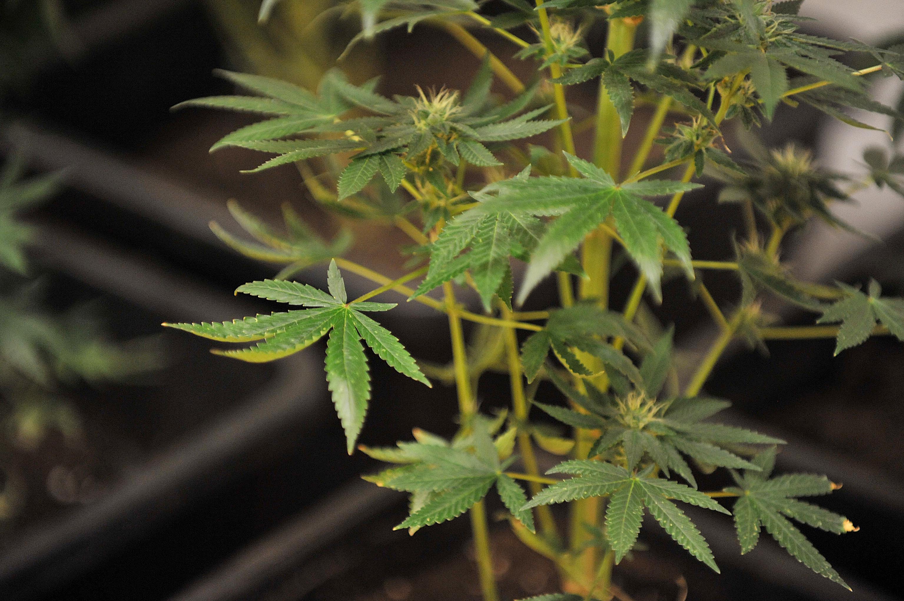 zapljena_marihuana5-051115