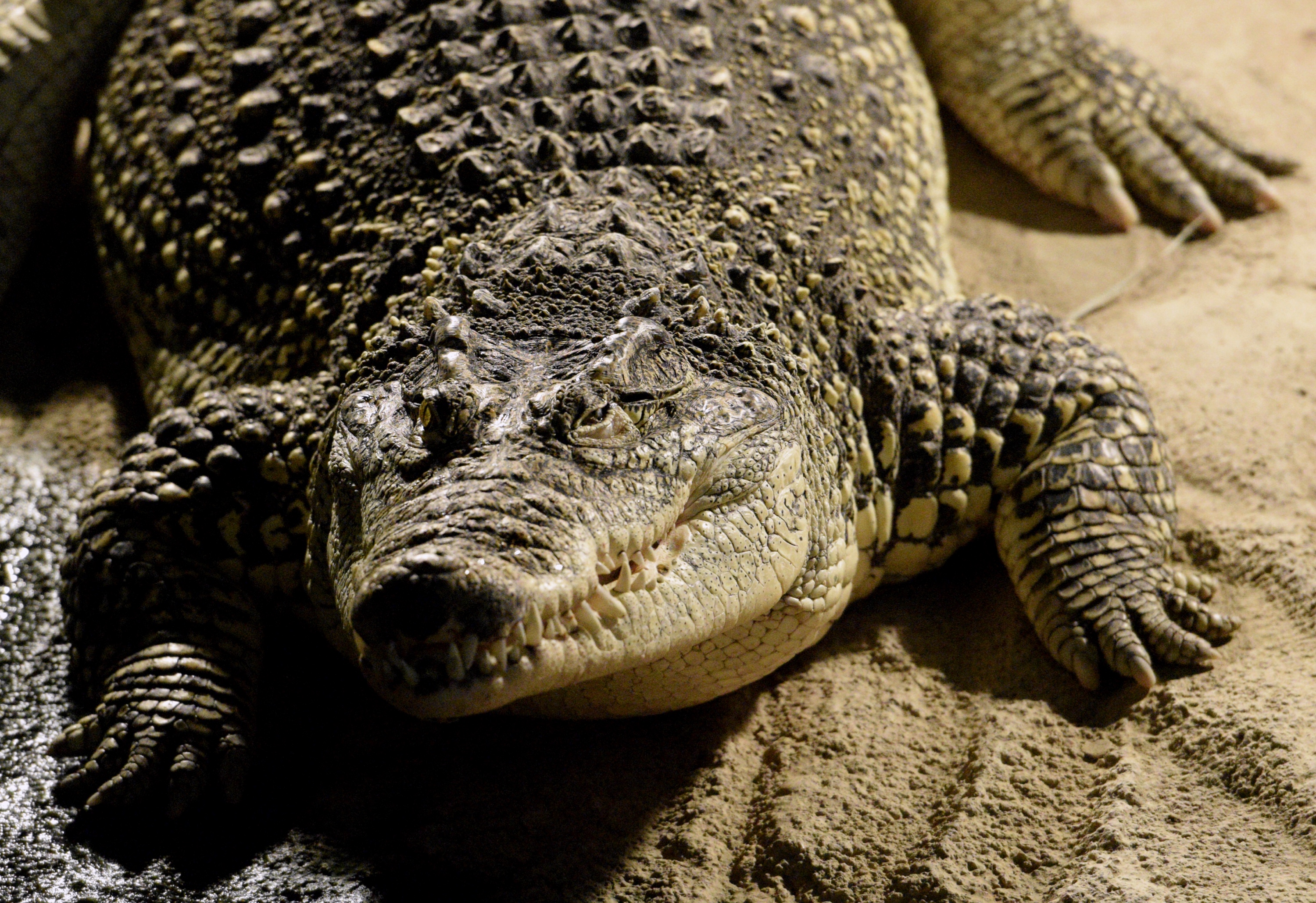 Na fotografiji: krokodil