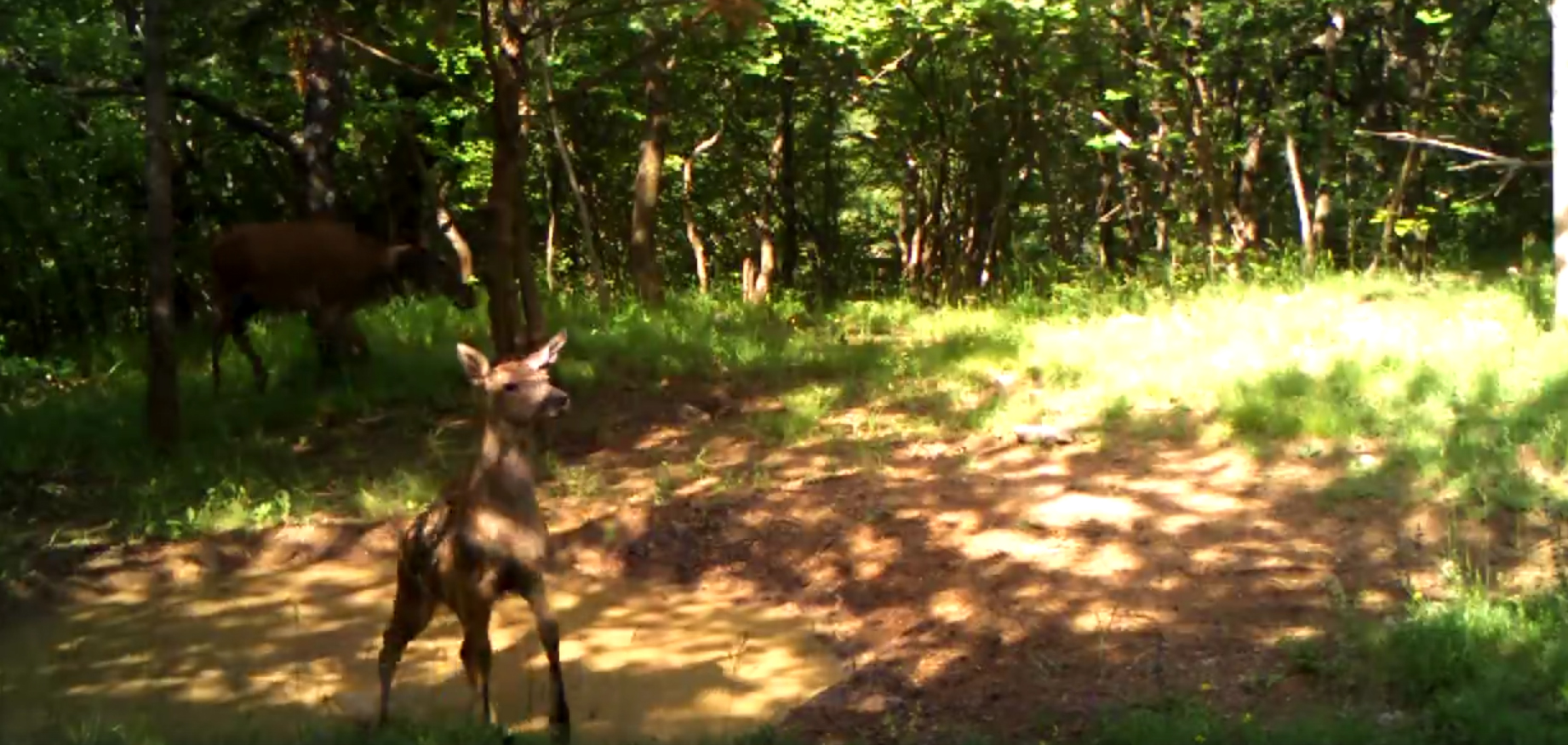 lane-košuta-paklenica