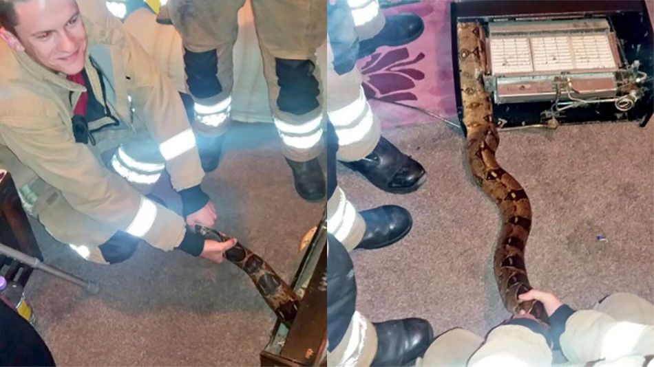 vatrogasci zmija udav