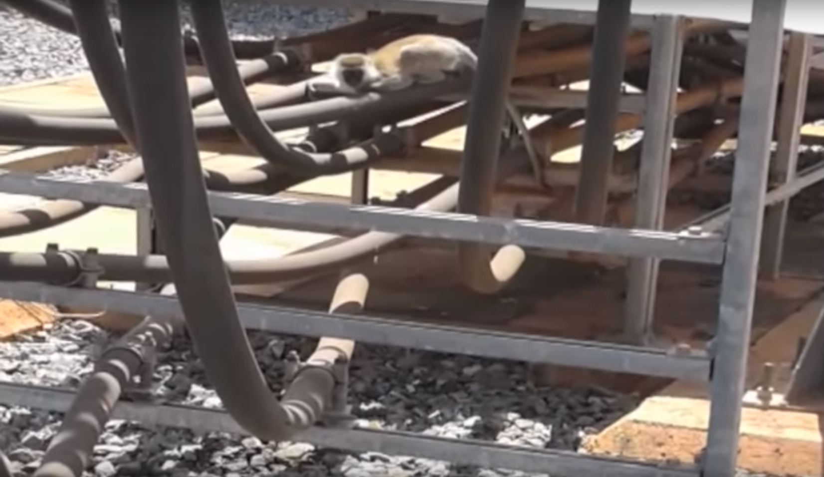 majmun-hidroelektrana