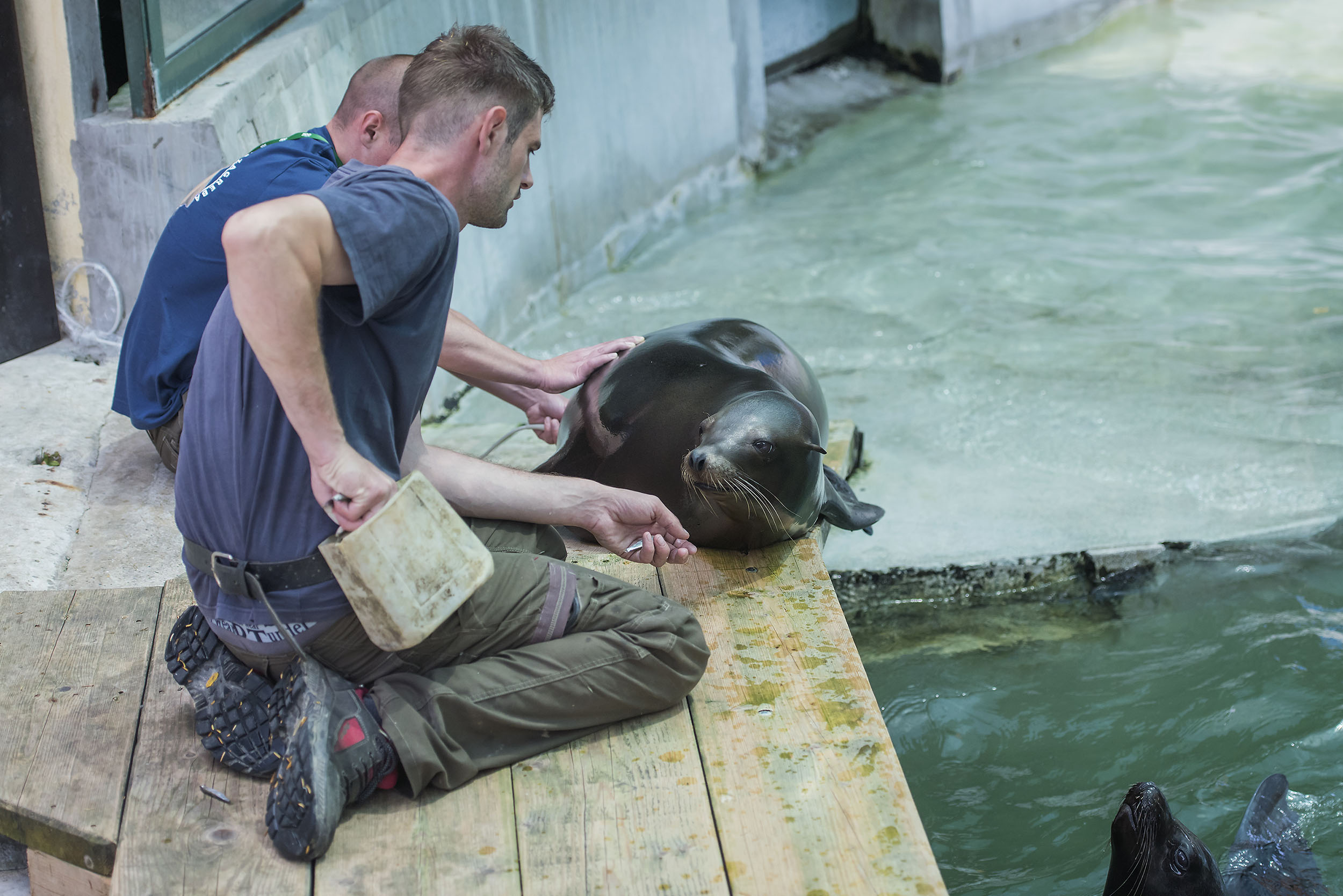 morski_lav_zoo-080616