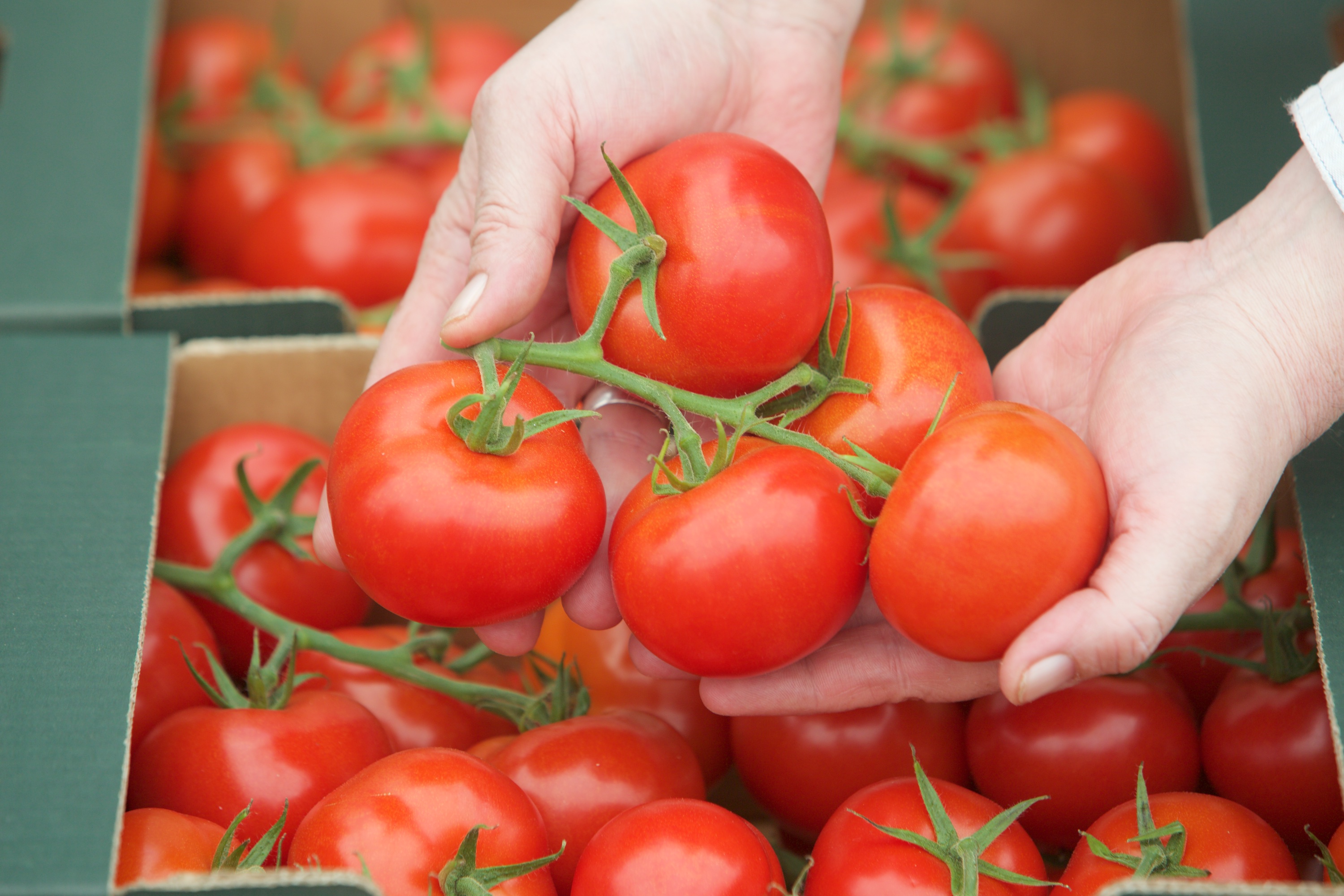 rajcice_belje17-150415