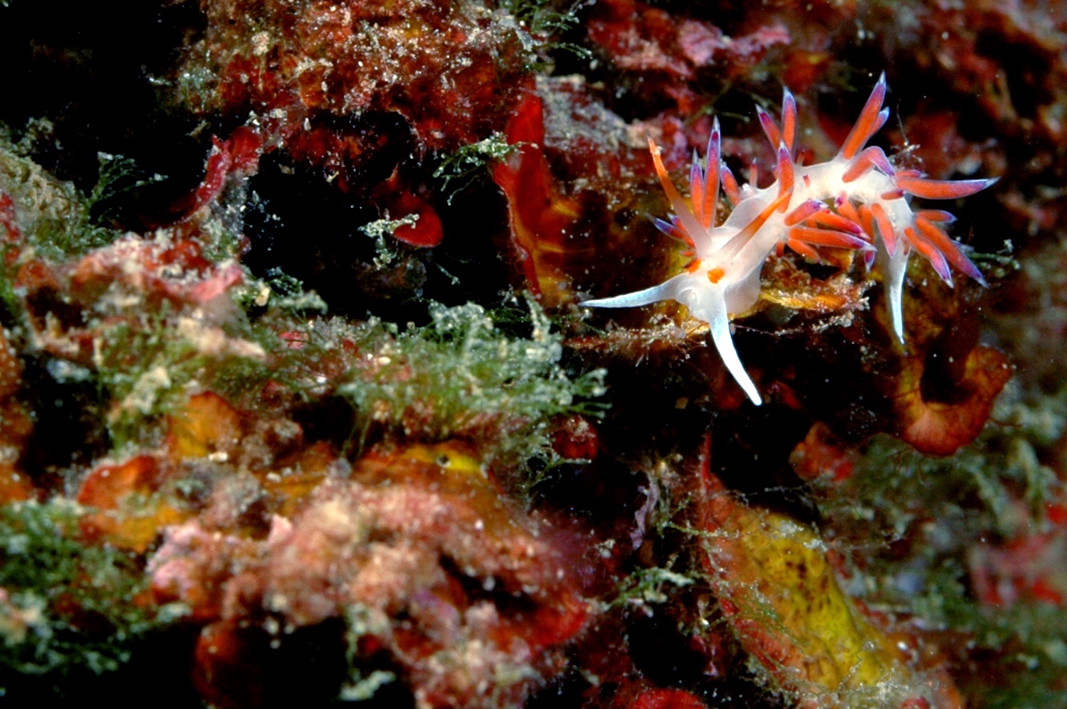 cratena_peregrina1-180716