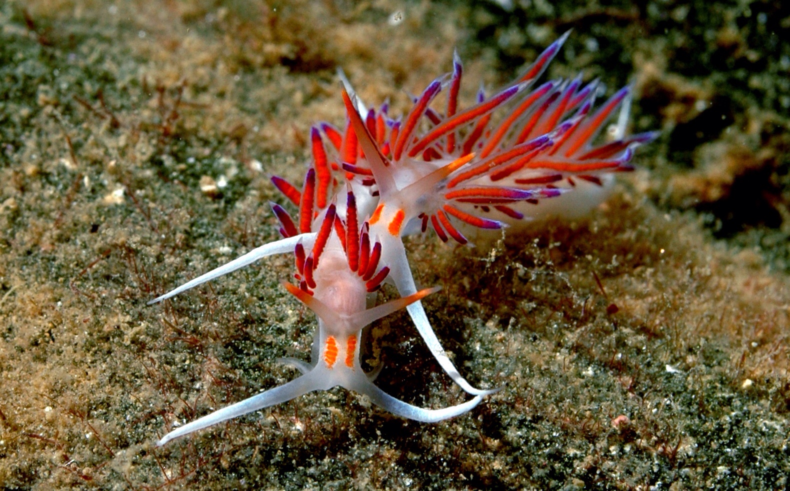 cratena_peregrina8-180716