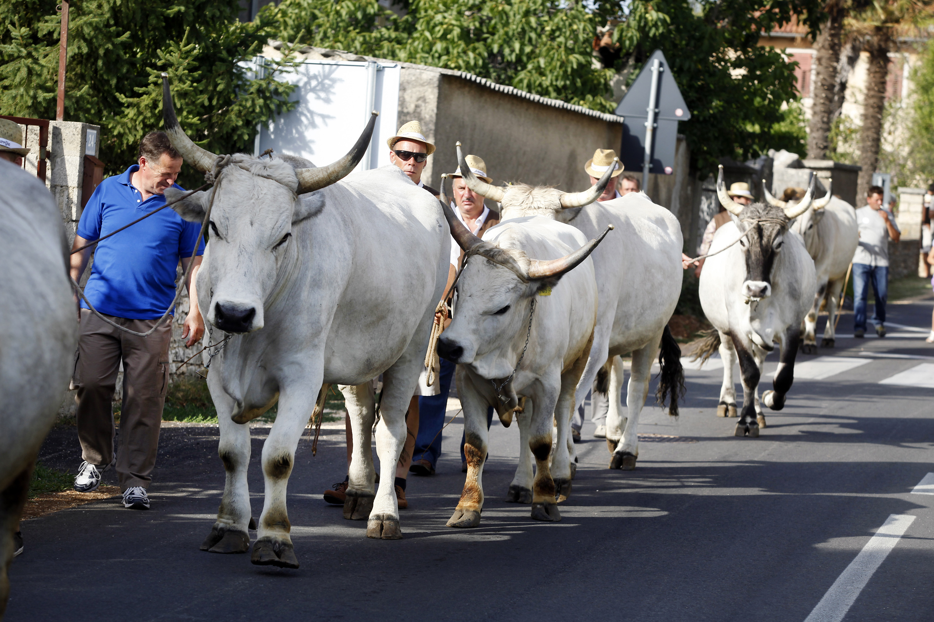 boskarini_kanfanar20-280712