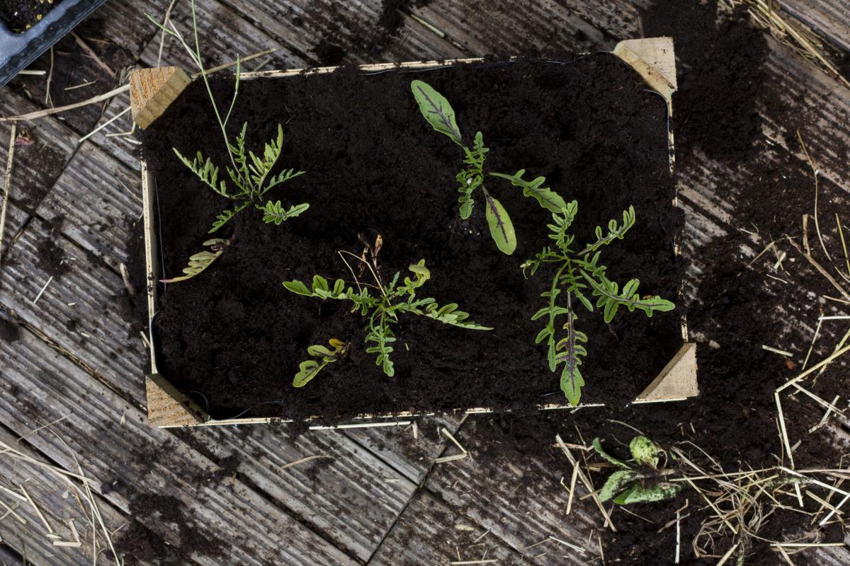 urbana_viseci_vrt25-100516