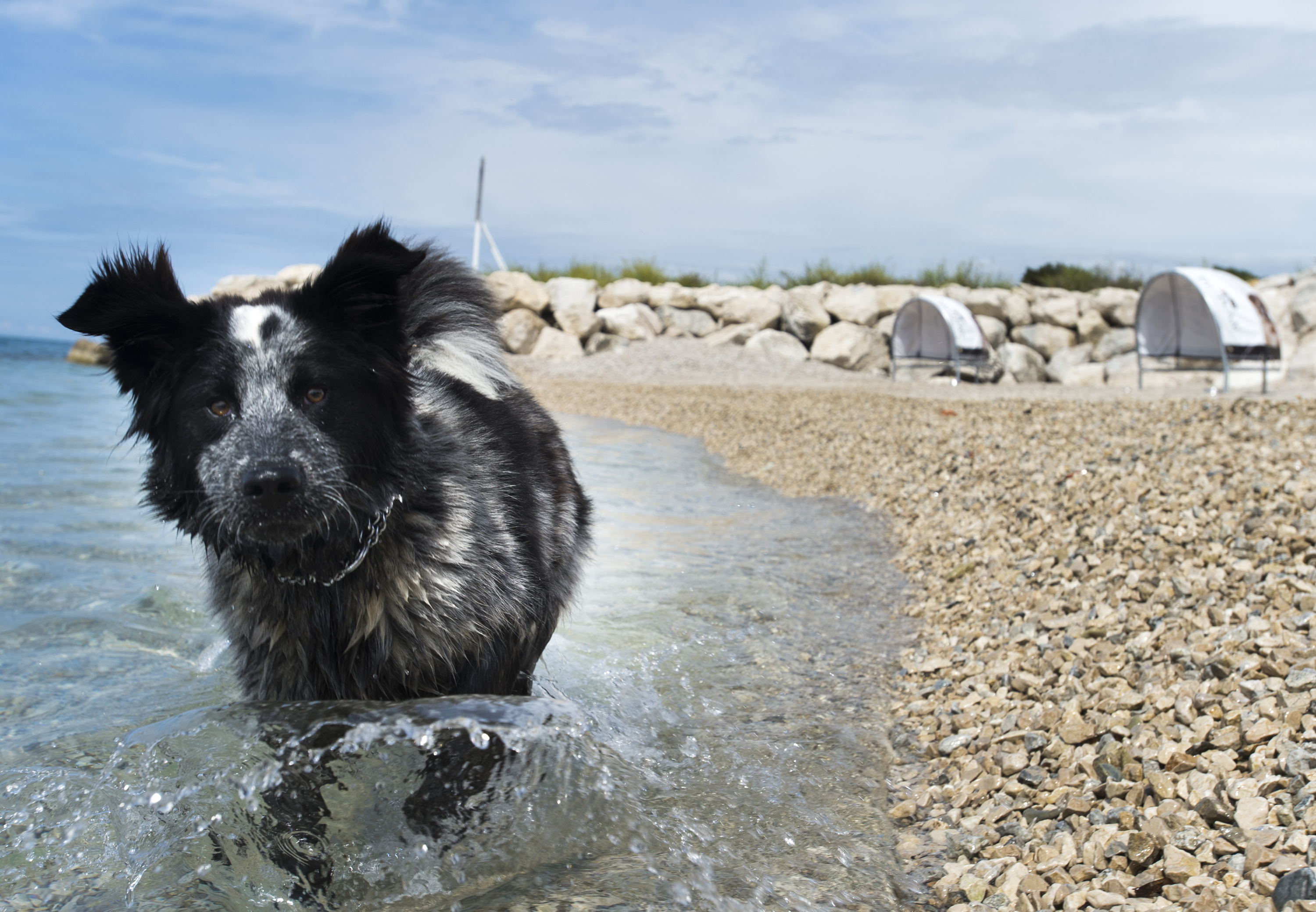 duilovo_ljubimci5-290514