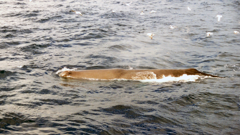 Objava-za-medije-uljesure-kod-Rovinja-24.8.2016_Copyright_Institut-Plavi-svijet