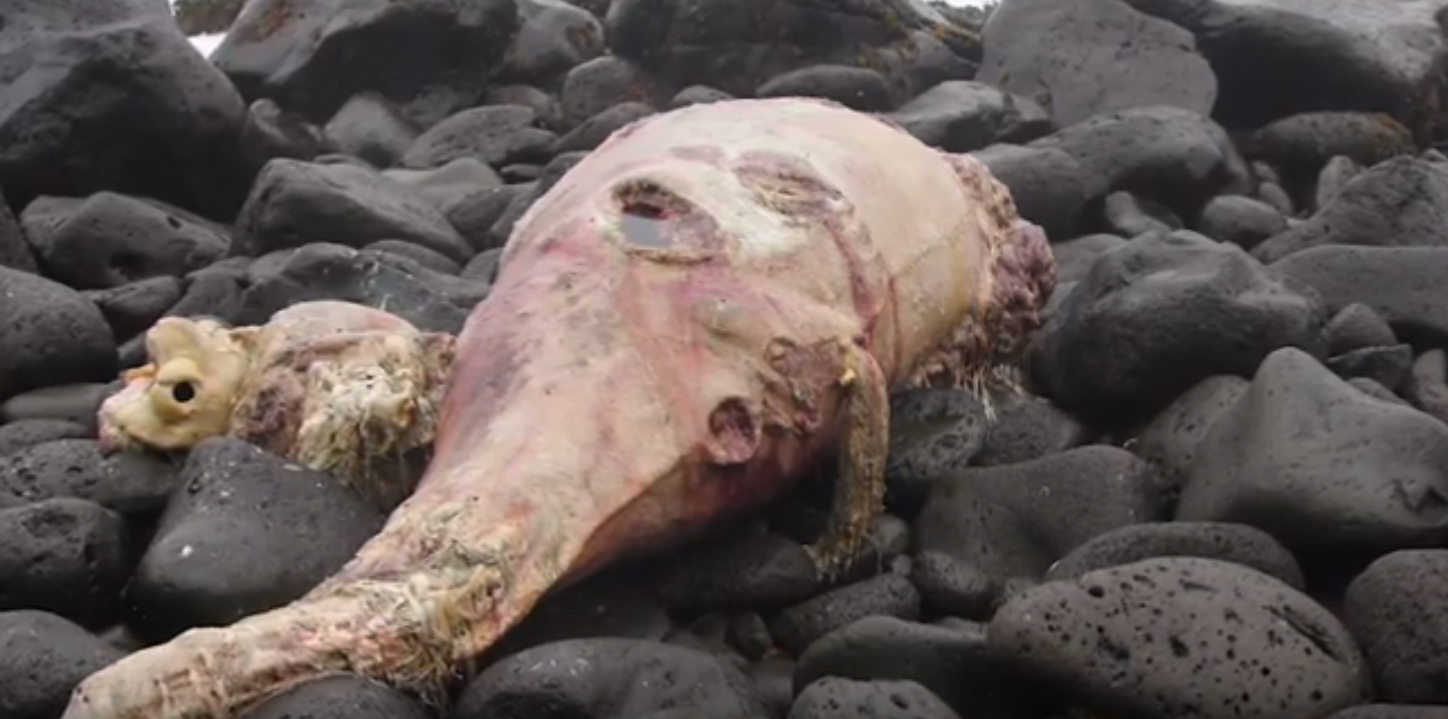 kit-nova-vrsta-aljaska