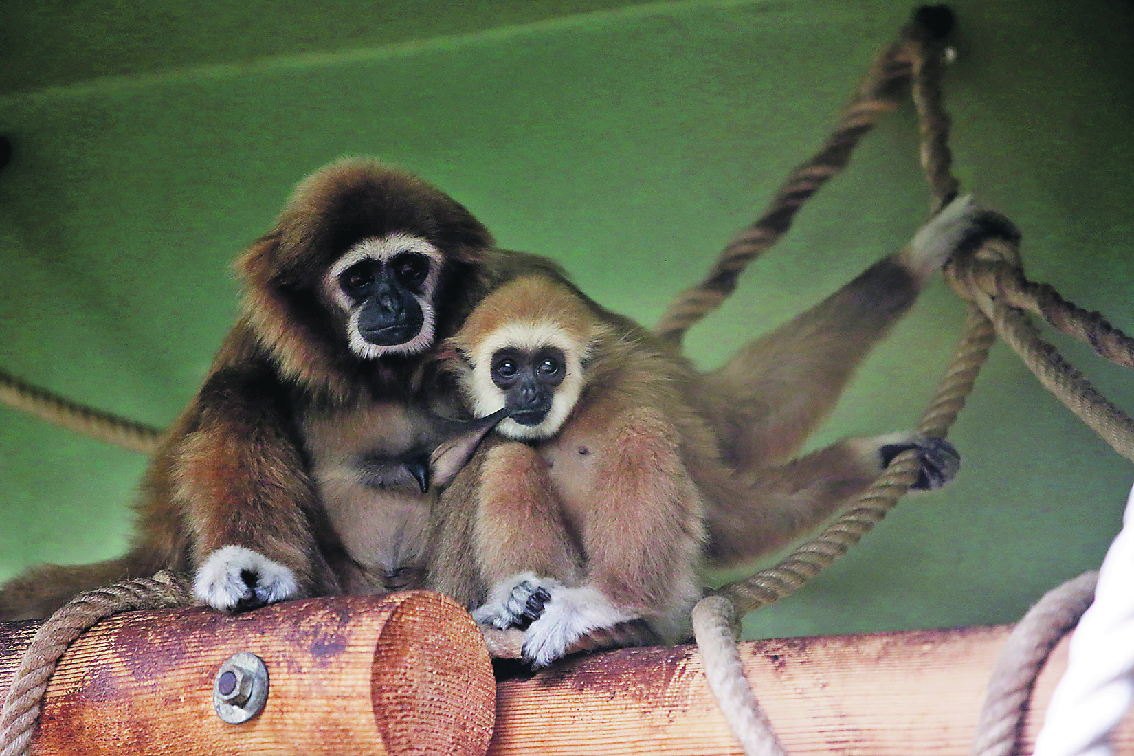 73323-95303-zoo_mladunci11-080816