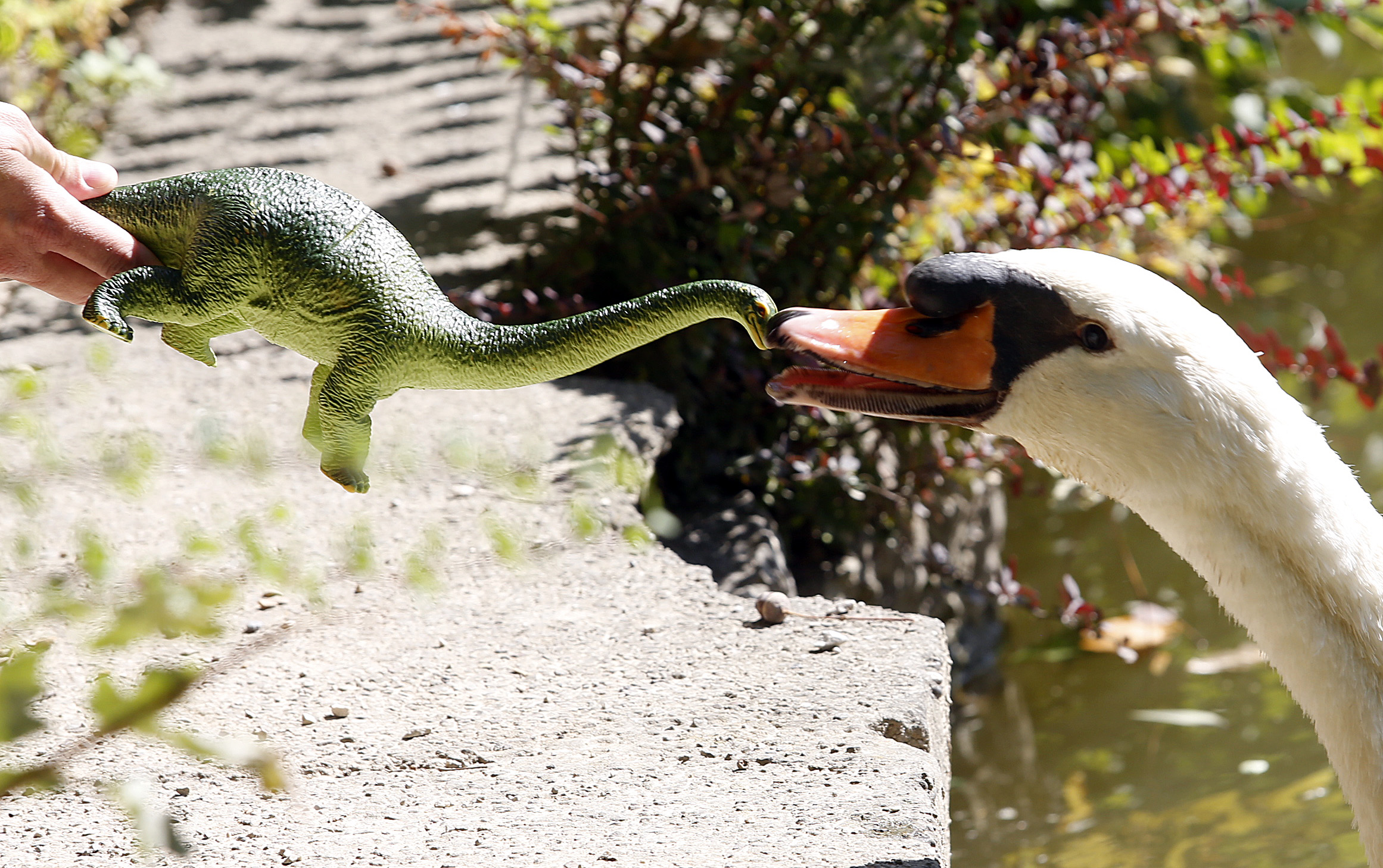 labud_maksimir1-090816