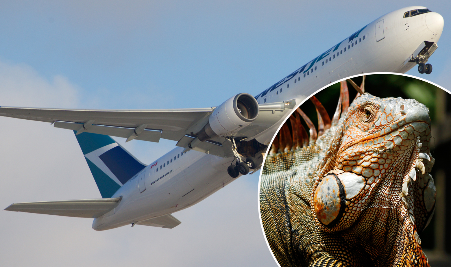 Iguana na avionu