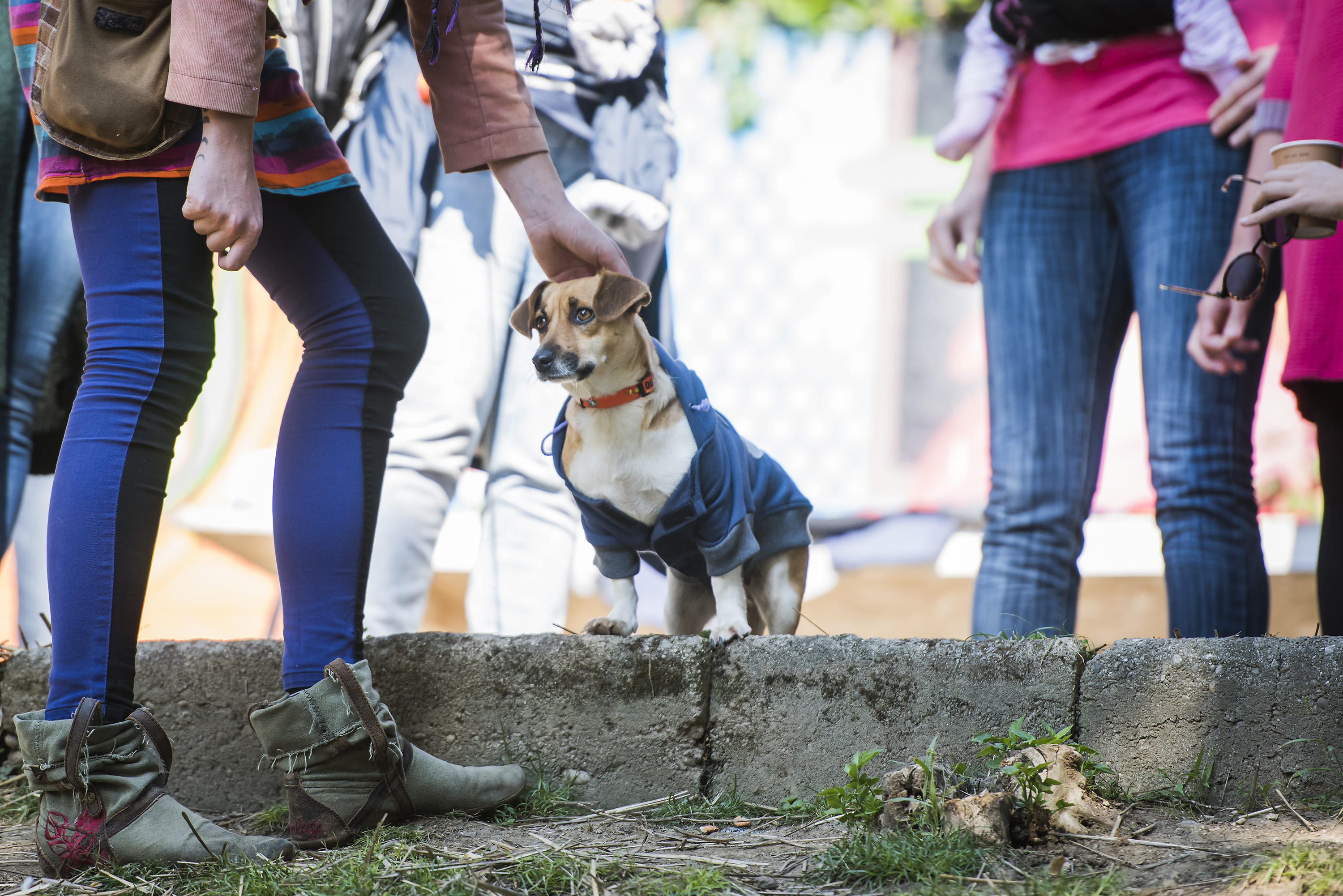 dumovec_das_pas-240916