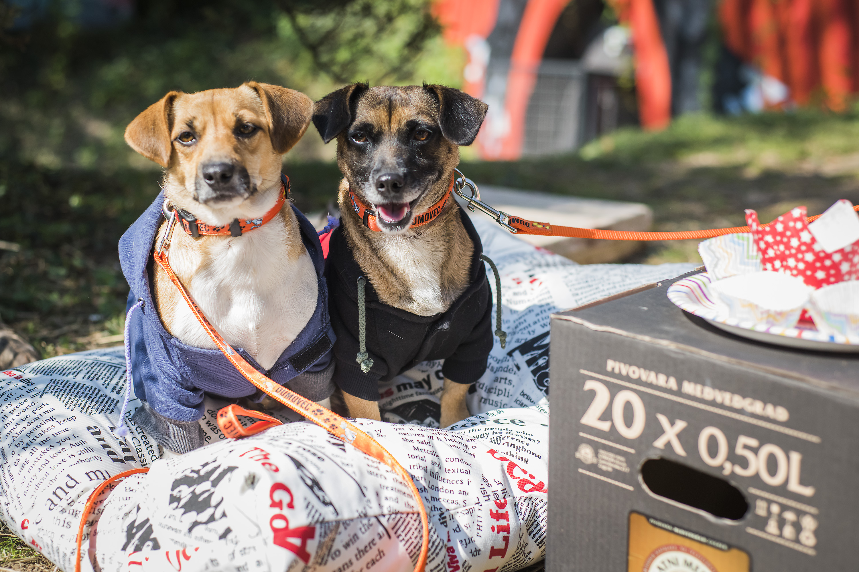 dumovec_das_pas5-240916