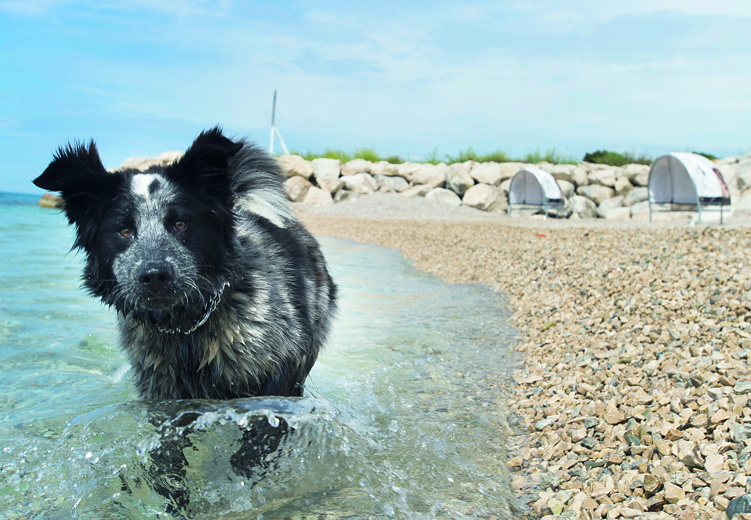 split-duilovo-ljubimci5-290514-MM_IC-1