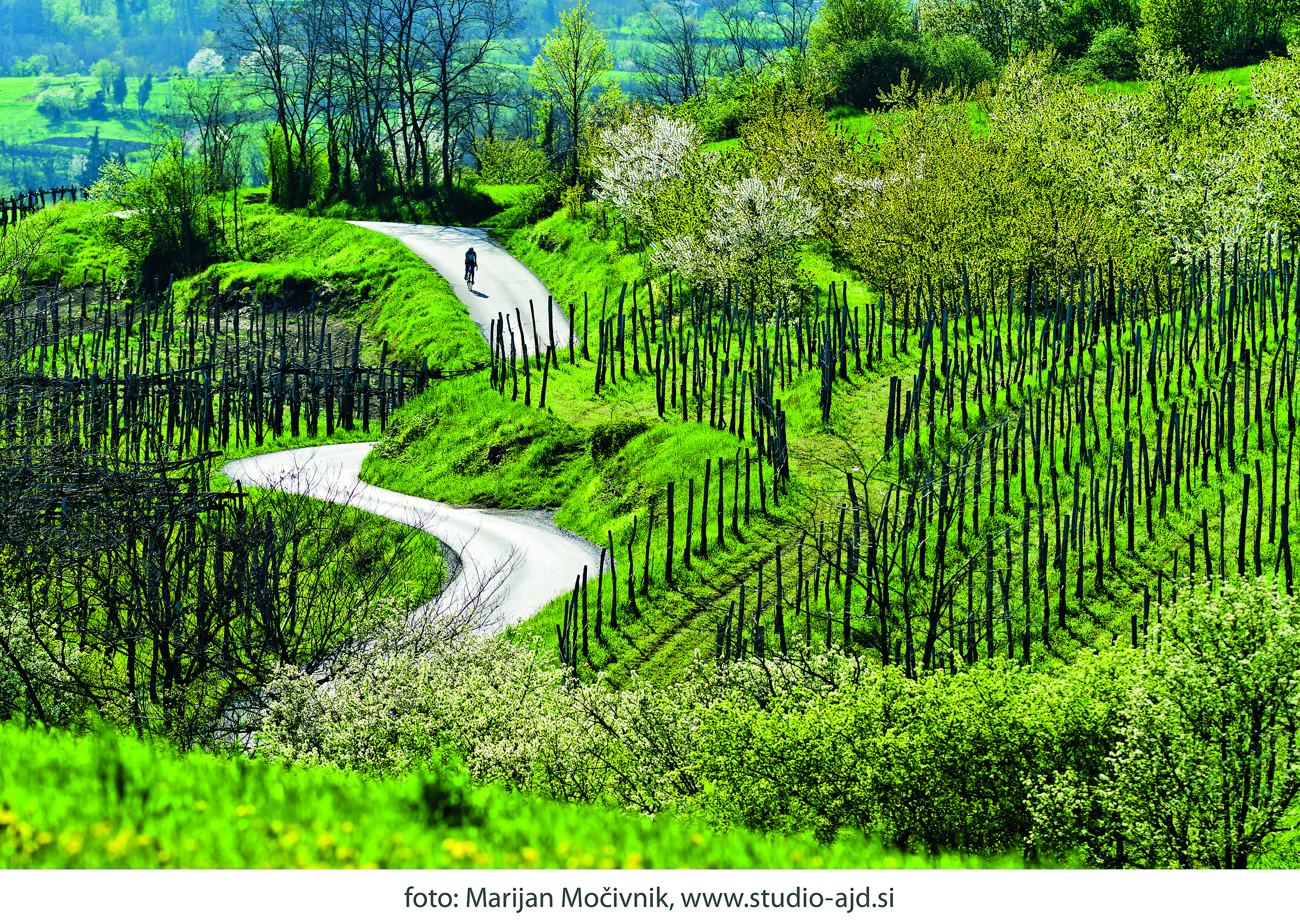 Vinogradi--Planina--kolesar--209477