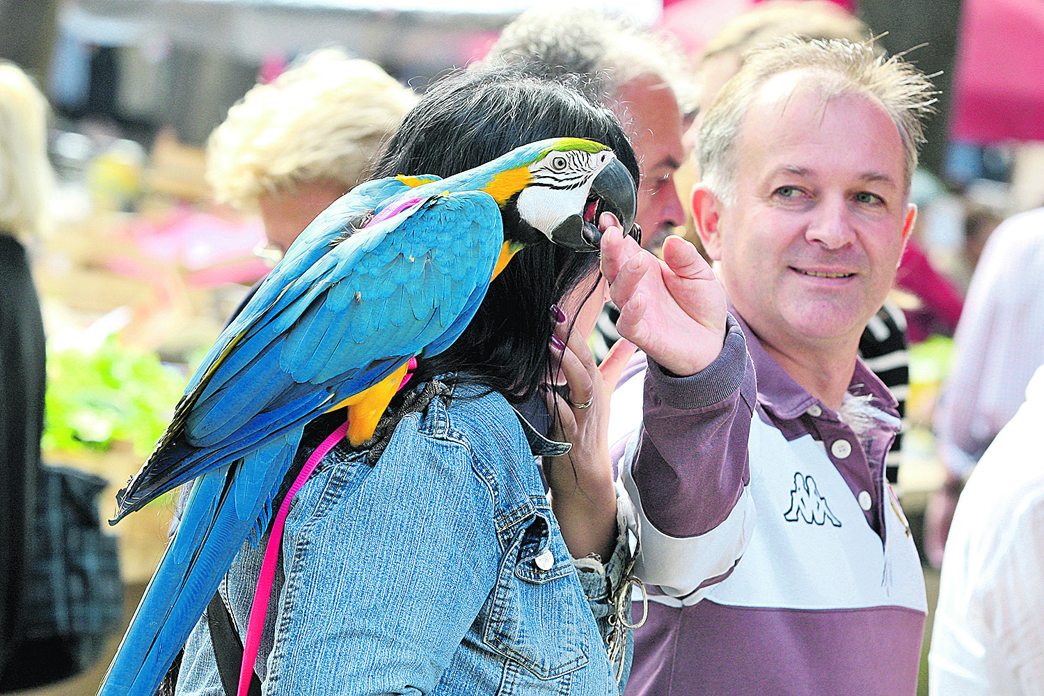 77981-101529-10-2013_CROPIX_izbor29