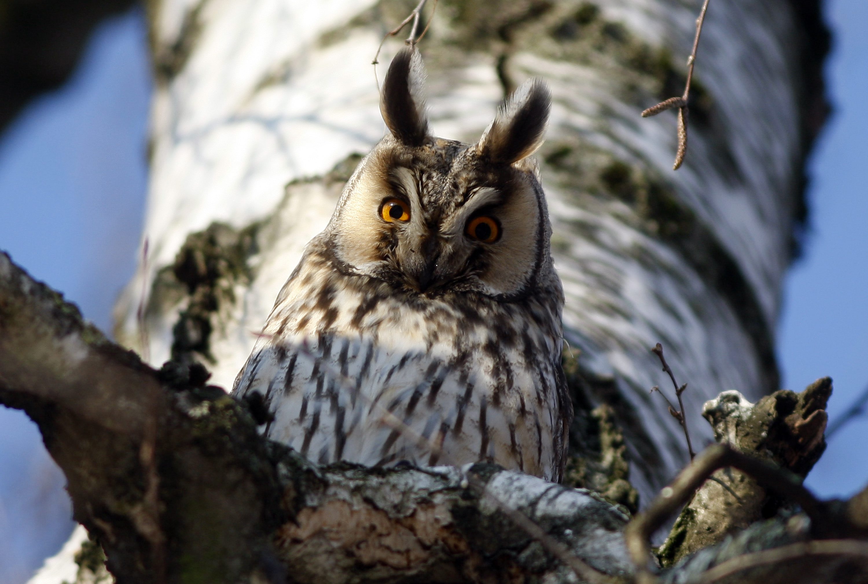 Sova ušara u Varaždinu 
