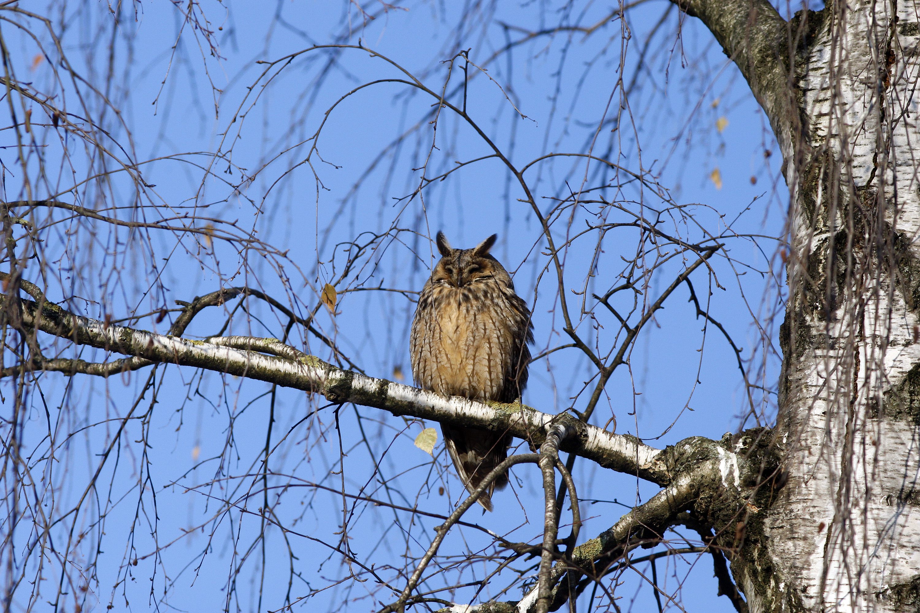 sove_varazdin-110117