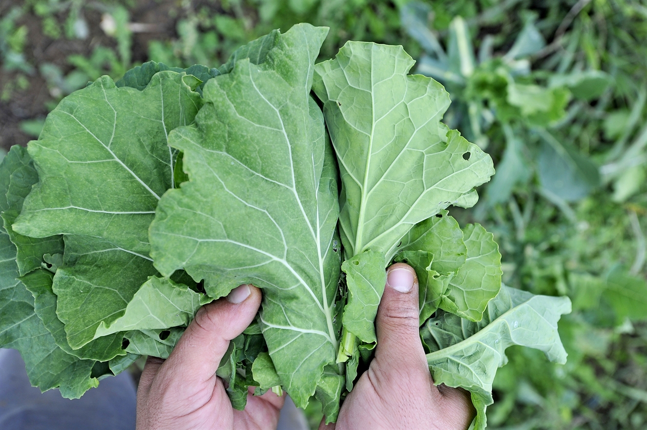 zadruga_imocanka3-221015