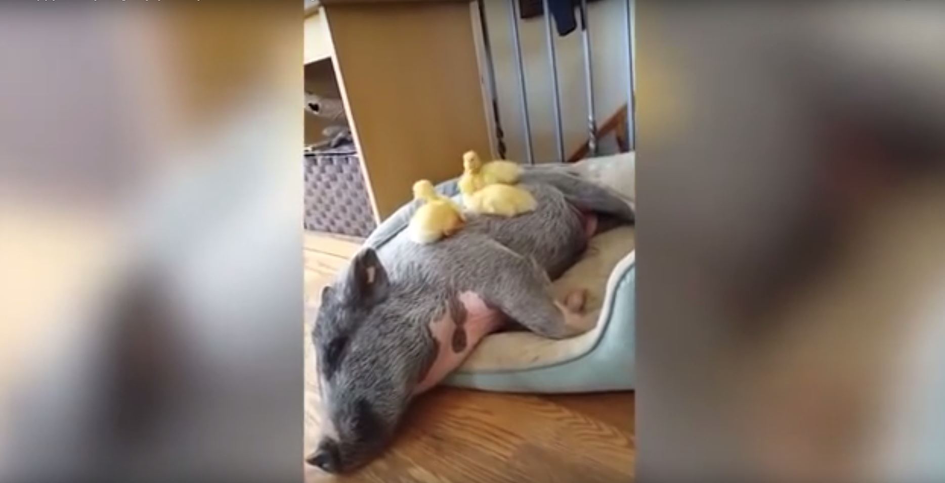 SMUDGE MINI SVINJA PAČIĆI