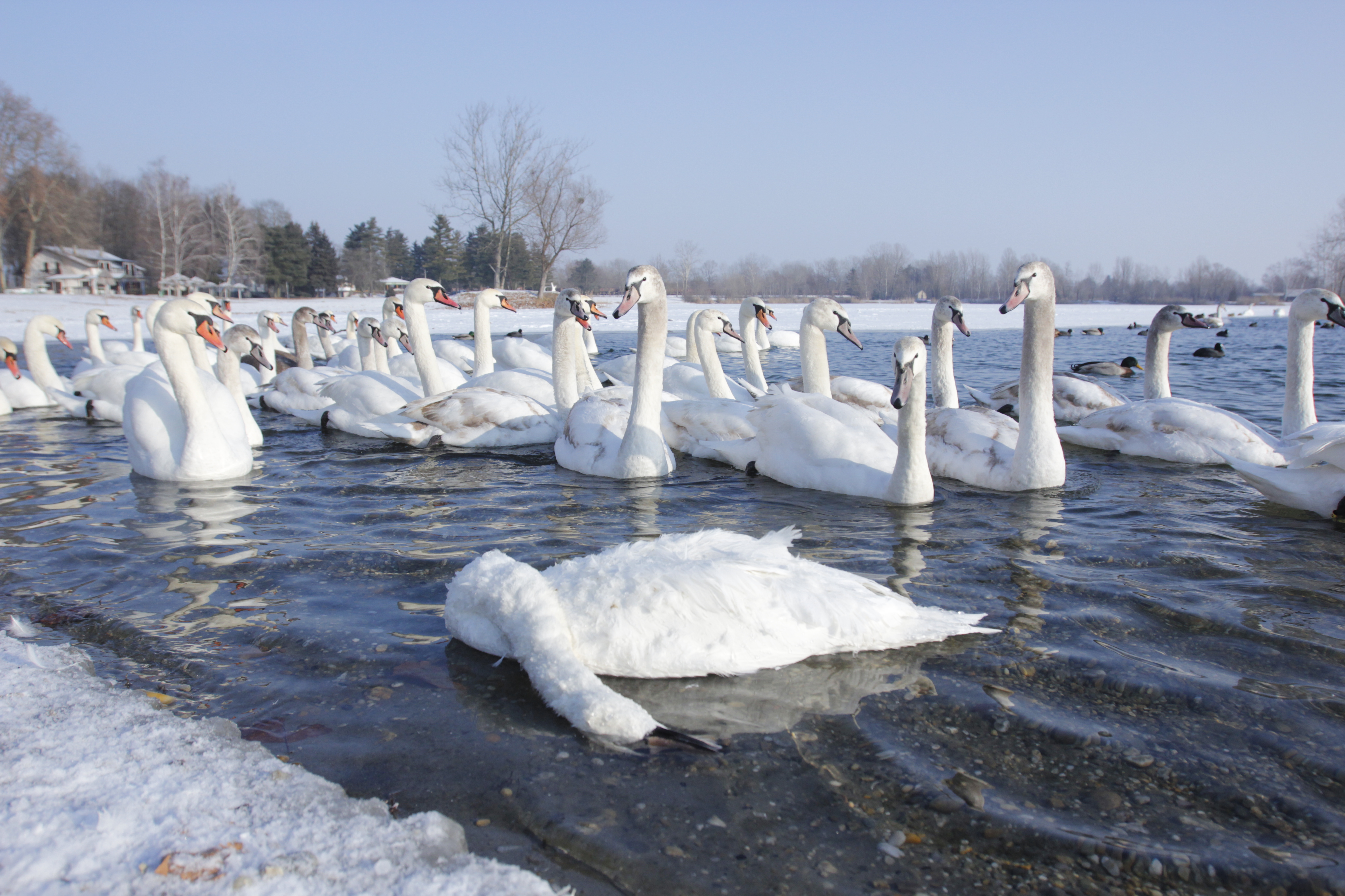 labud mrtav prvi na soderici