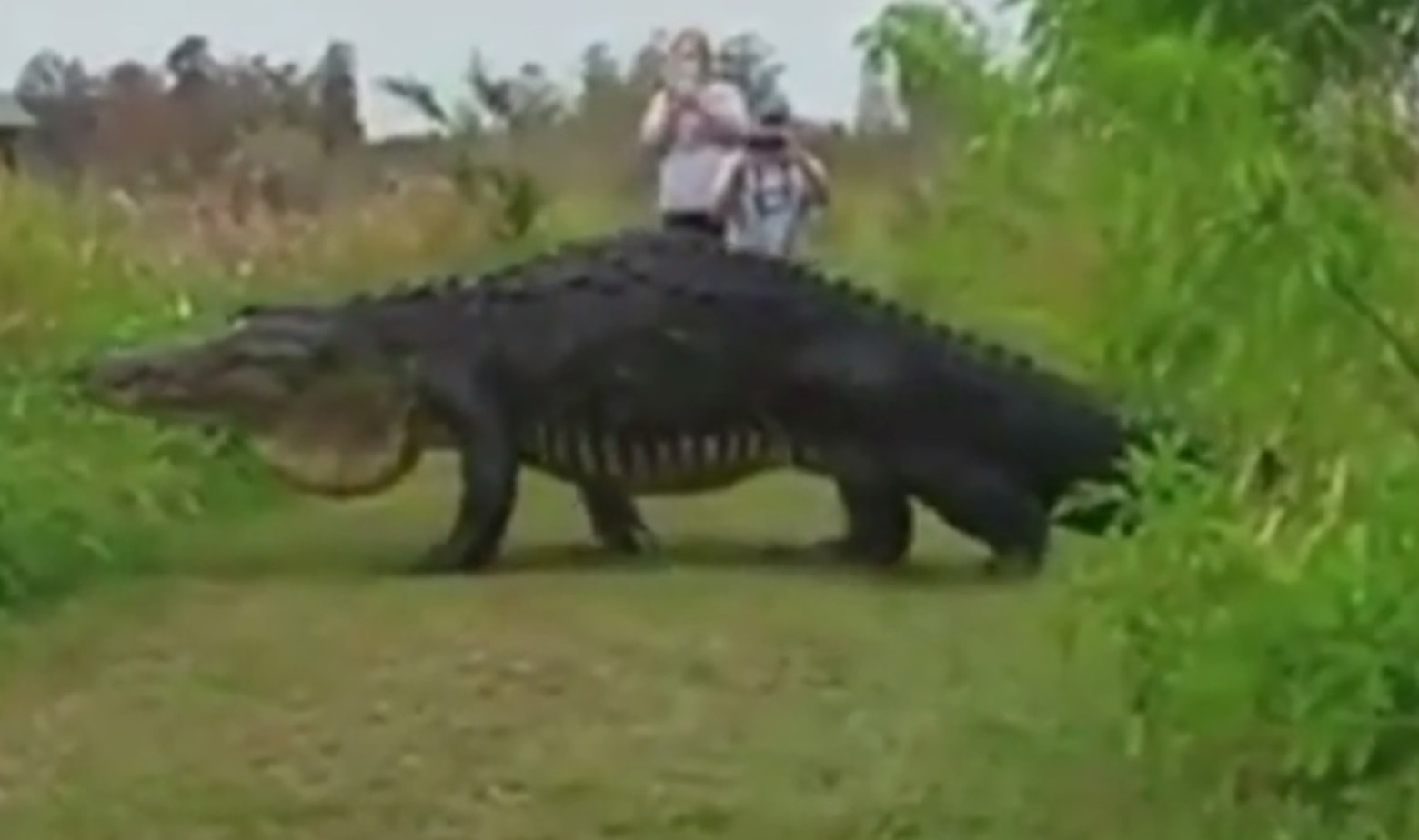 Najveći aligator Florida