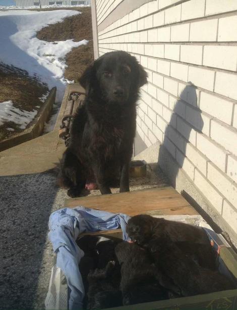 kujica zorica pas štenci