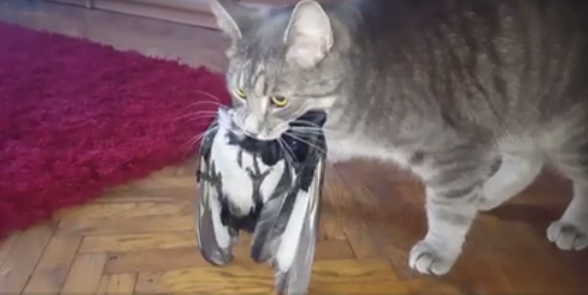 mačak miki i ptica 4