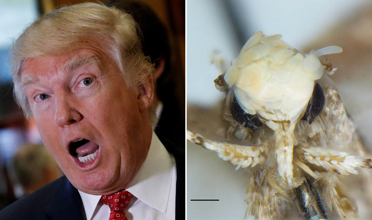 Donald Trump, N. donaldtrumpi