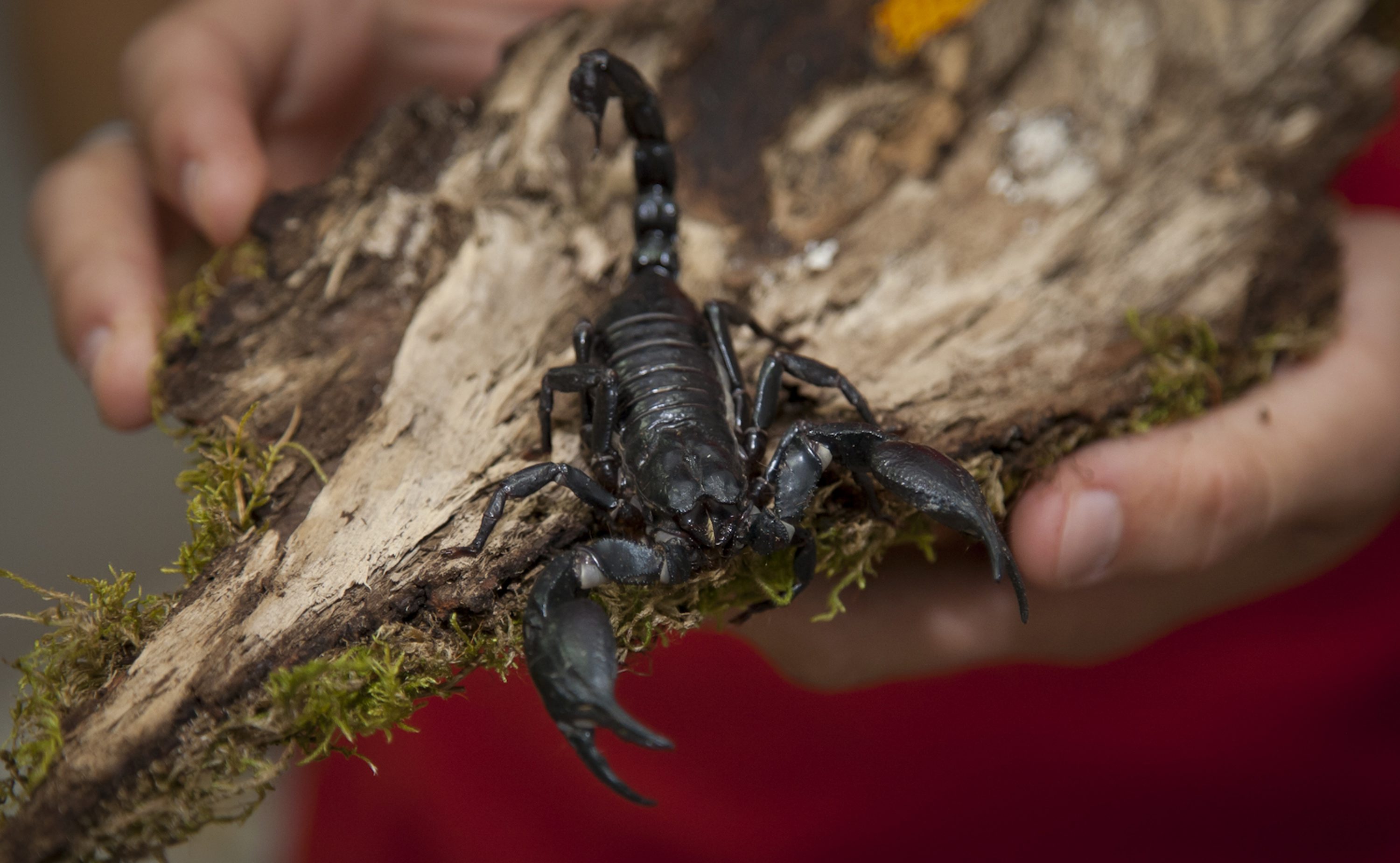 bradaric_zmije9-030713