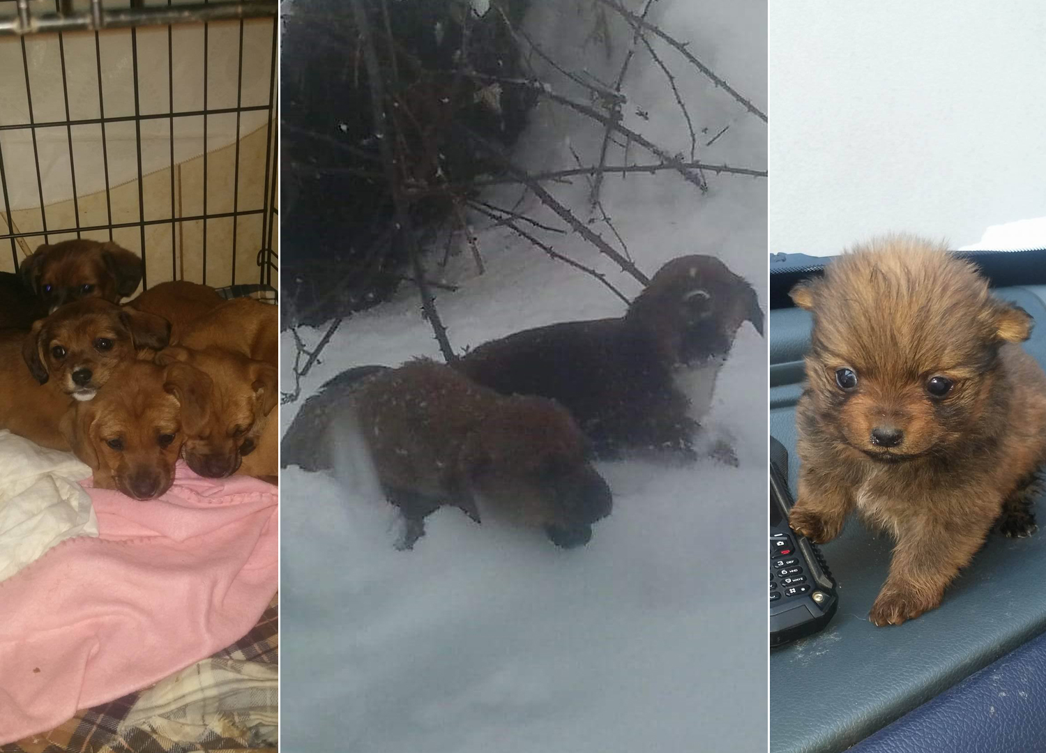 štenci-psi-karlovac