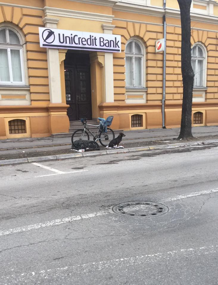 16142565_1710729562286215_1869394020748085965_n